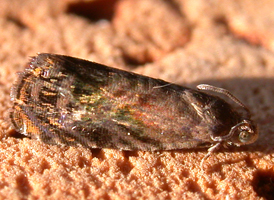 Lesser Apple Tortrix